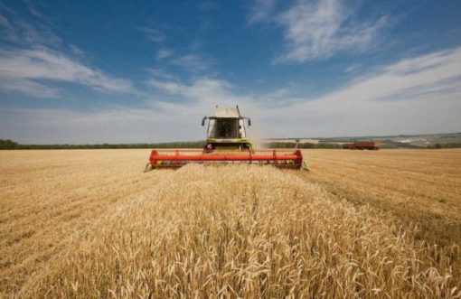 Сельхозцех МТЗ убрал больше половины площадей зерновых
